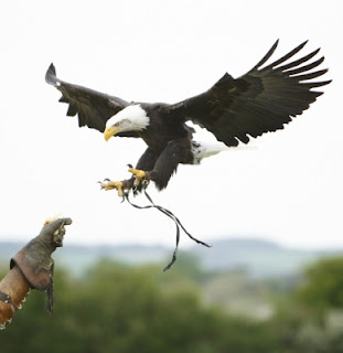 Letting Young Eagles Fly - Wayne Hedlund