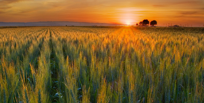 fields-ripe2